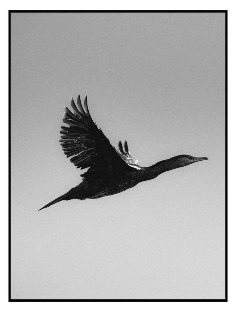 Cormorant in Flight