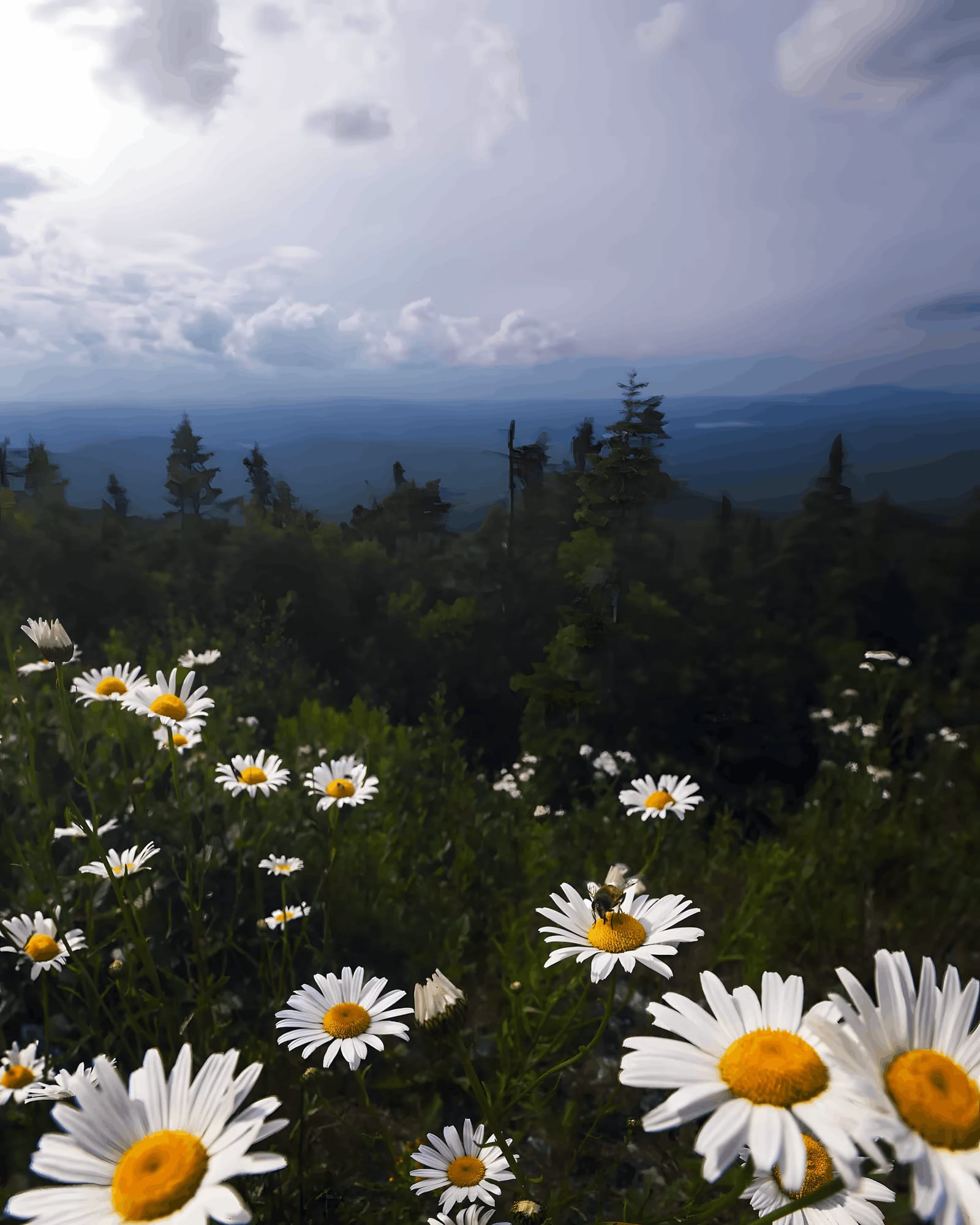 A Meadow at the Top of the Hill