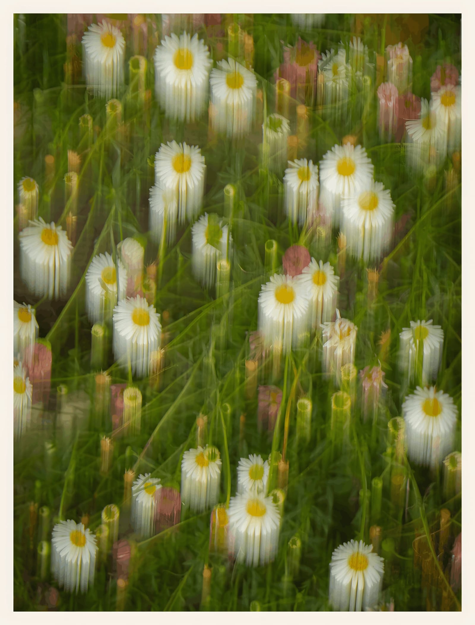 Daisy Meadow in Motion