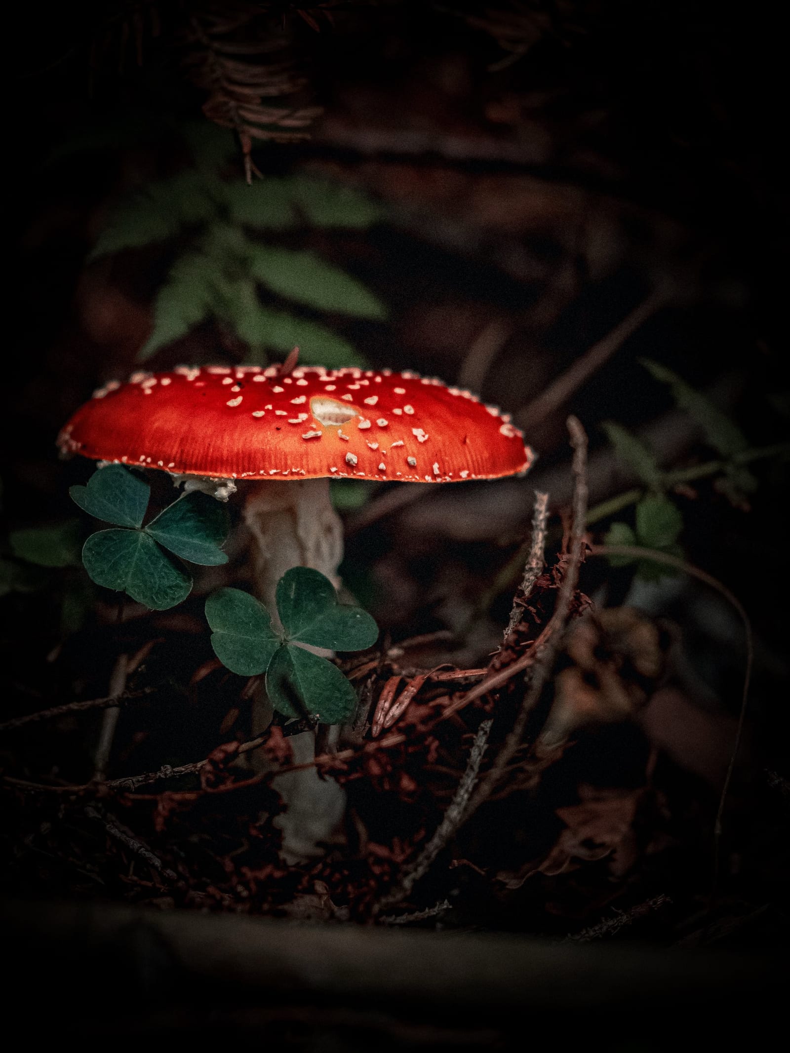 From Dome to Dinner Plate: How a Toadstool Grows Up