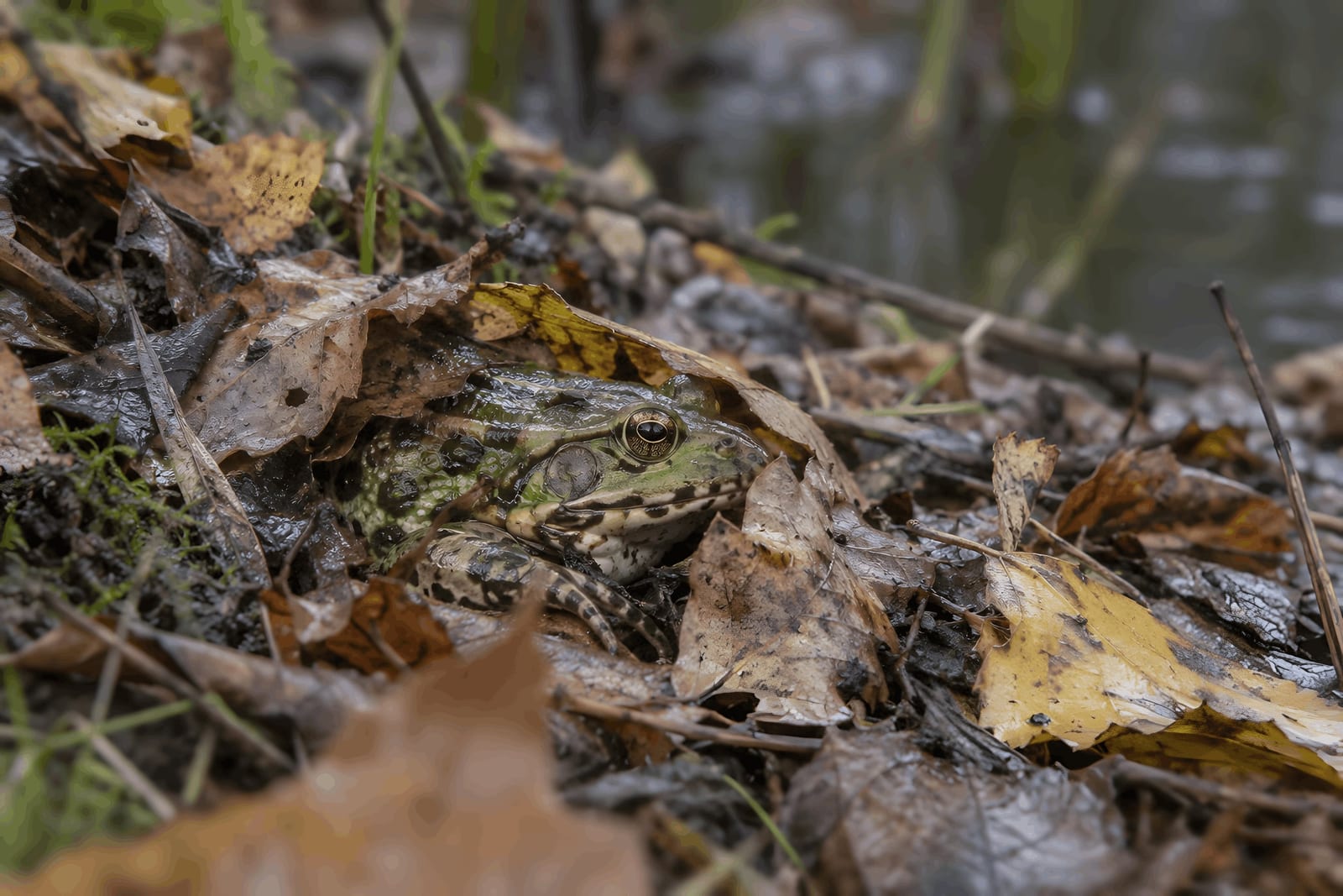 Camouflage in the Leaf Litter