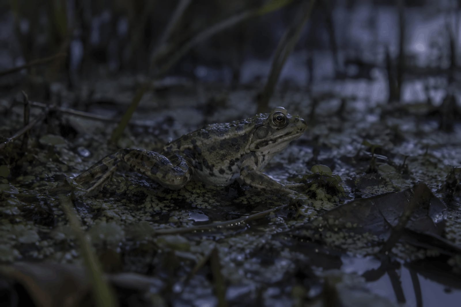 When the Pond Comes Alive