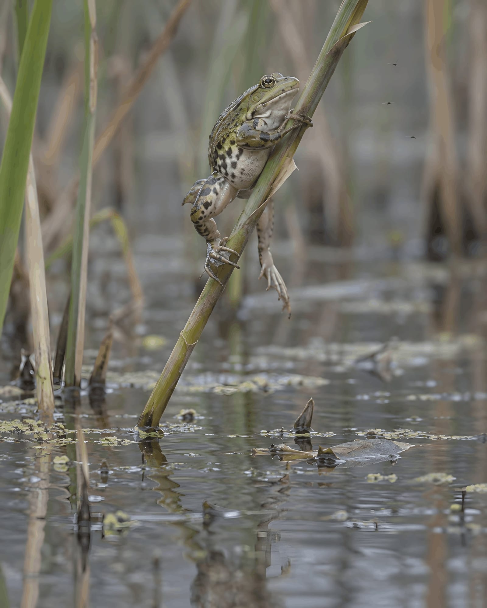 A Frog on a Reed