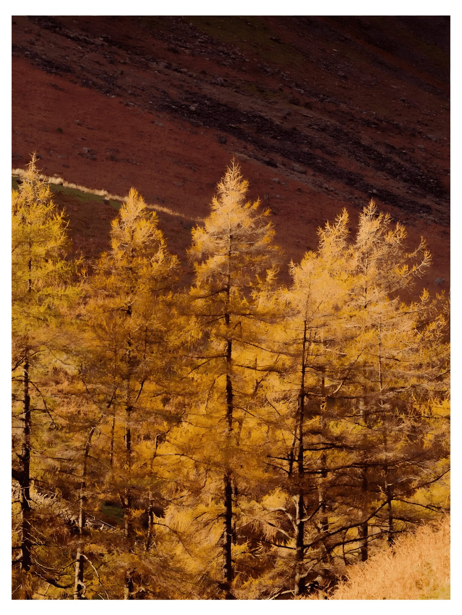 Larch Season: Why One Conifer Turns Gold Every Autumn