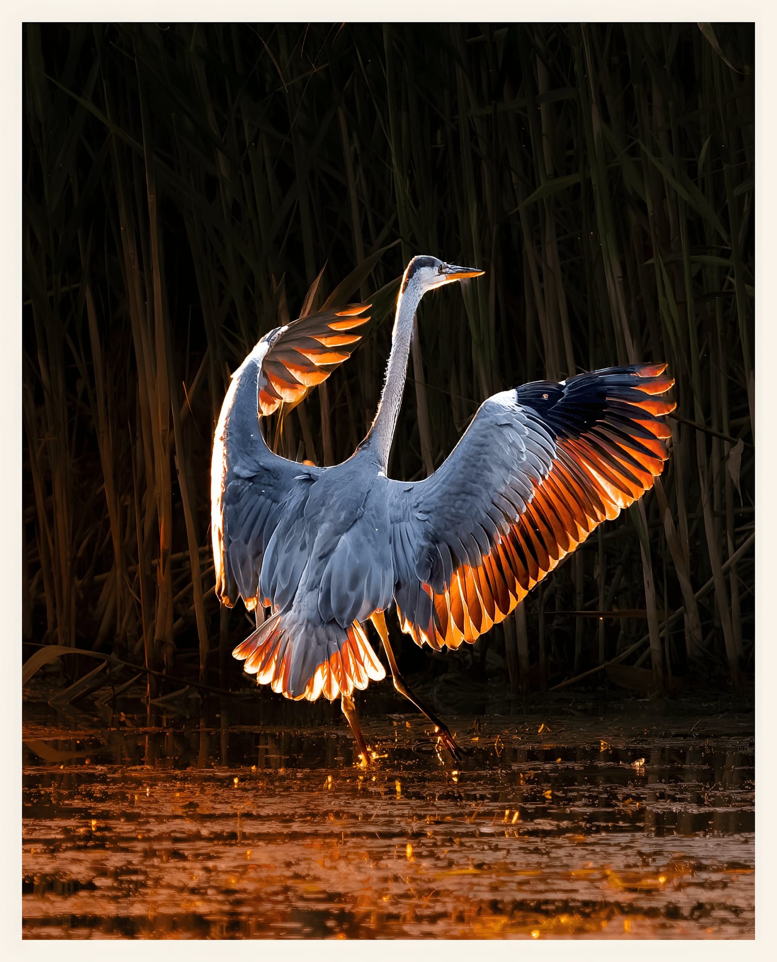 Why a Heron Waits Longer Than You'd Think
