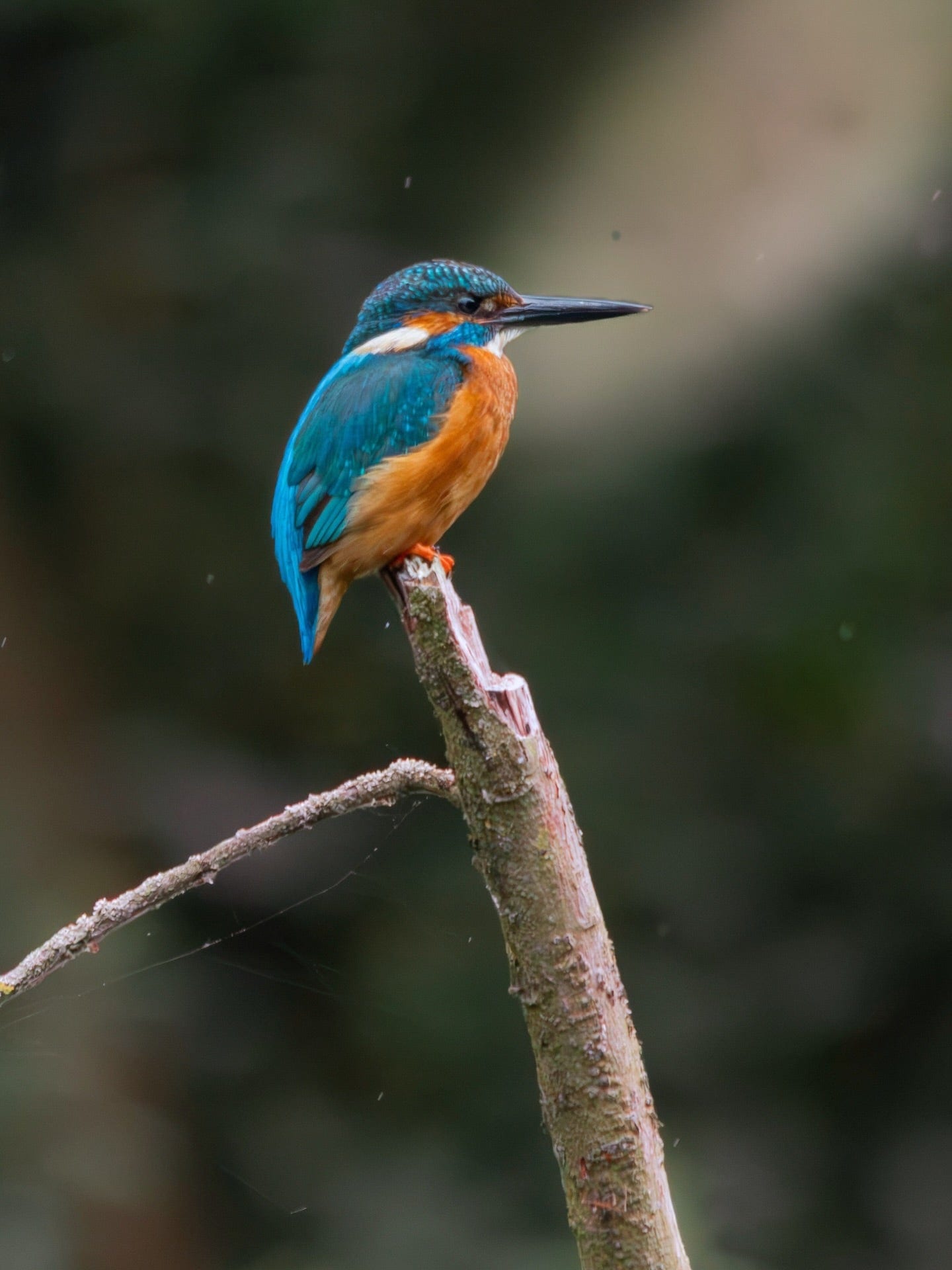Kingfisher Bird