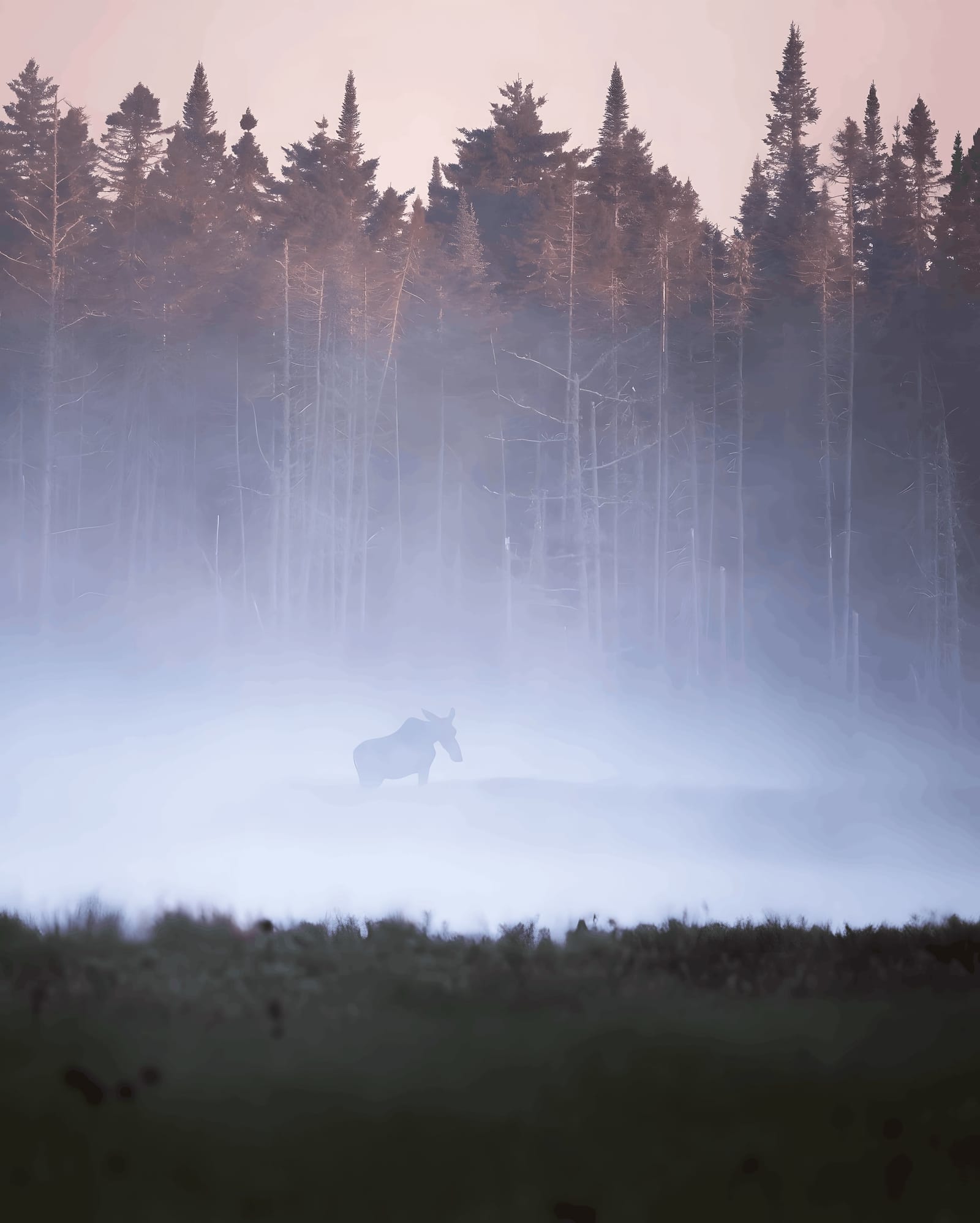 Why Moose and Mist Go Together