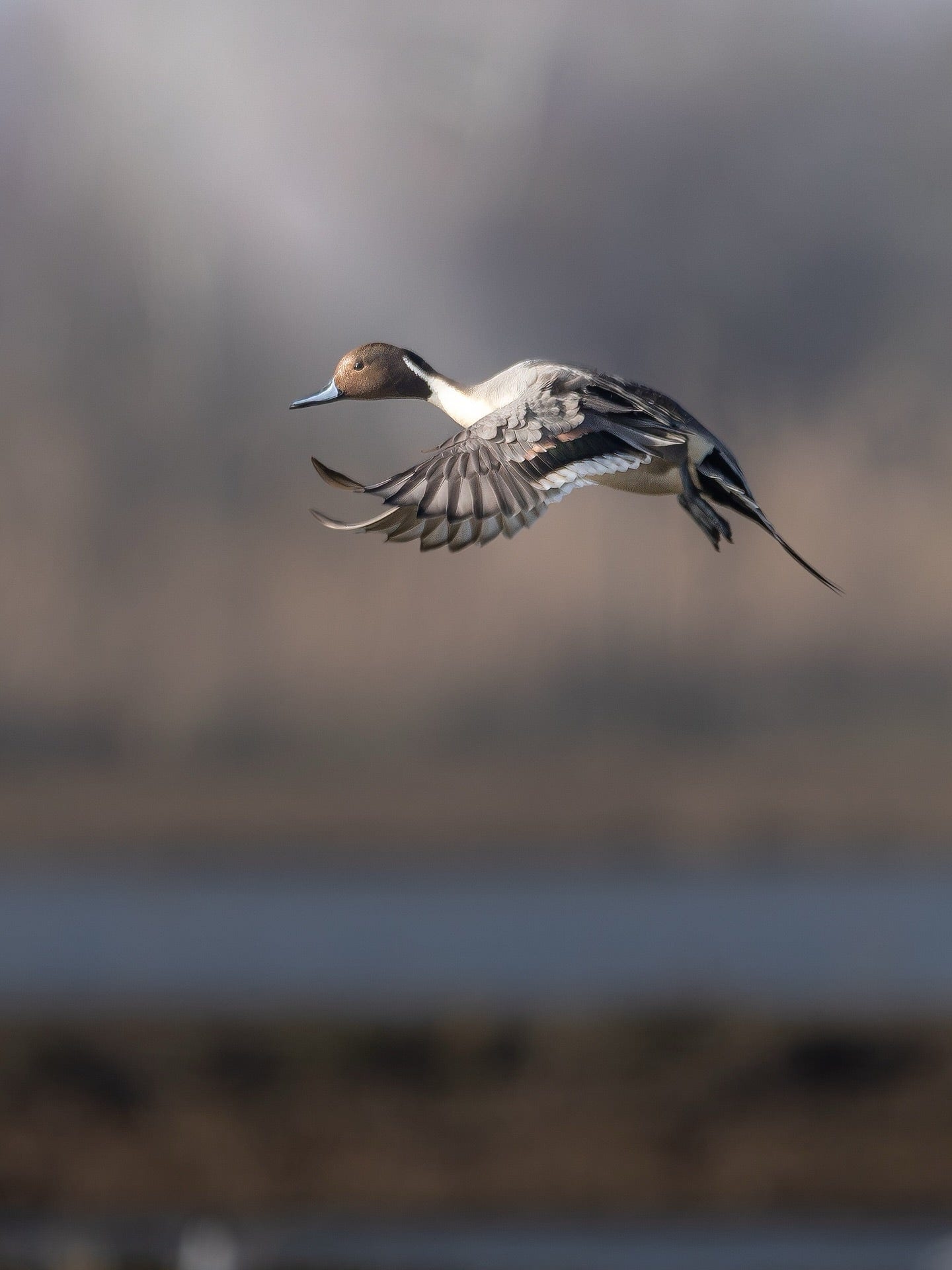 The Duck Eclipse: Why Male Ducks Look Different in Late Summer