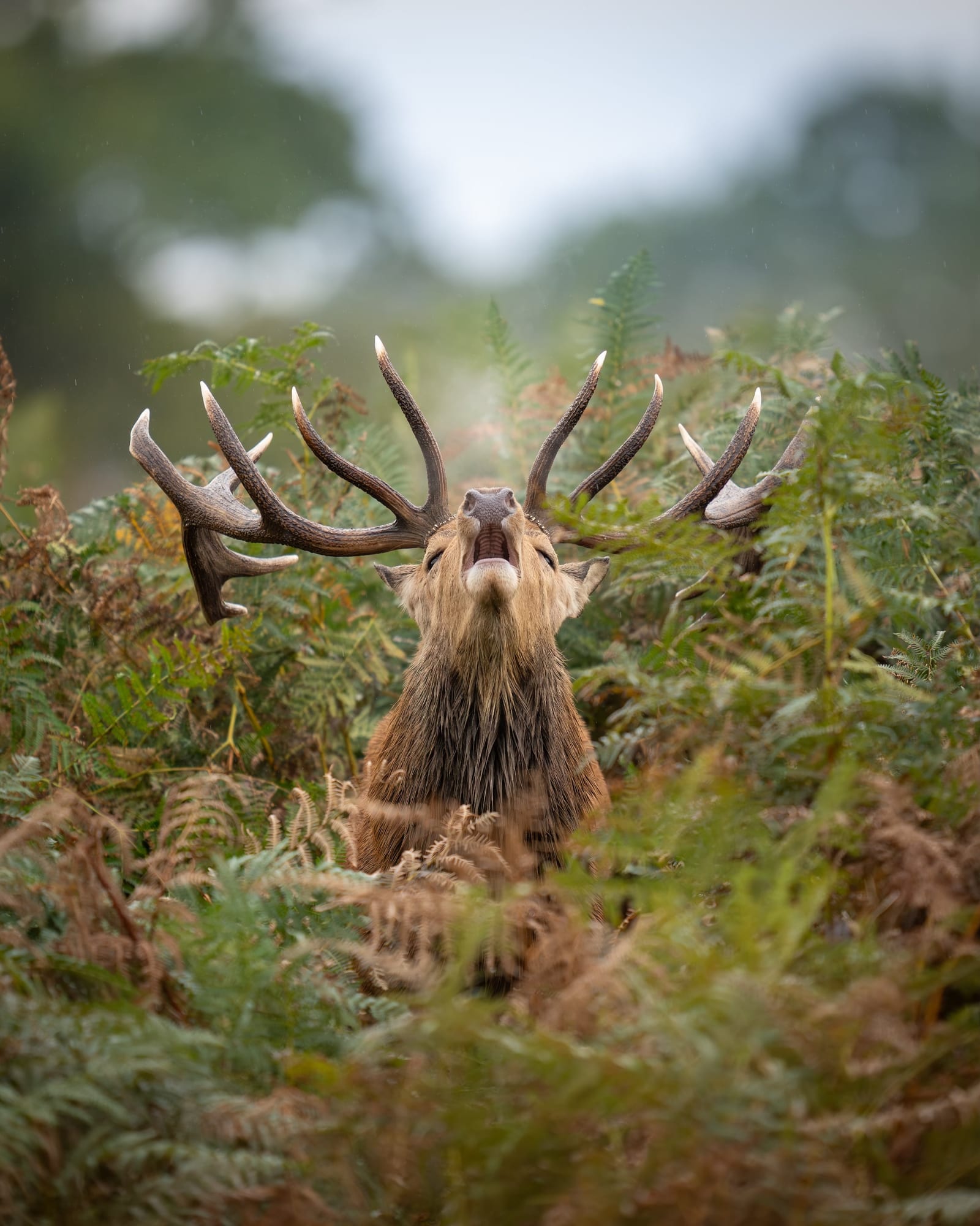 The Roar of the Rut