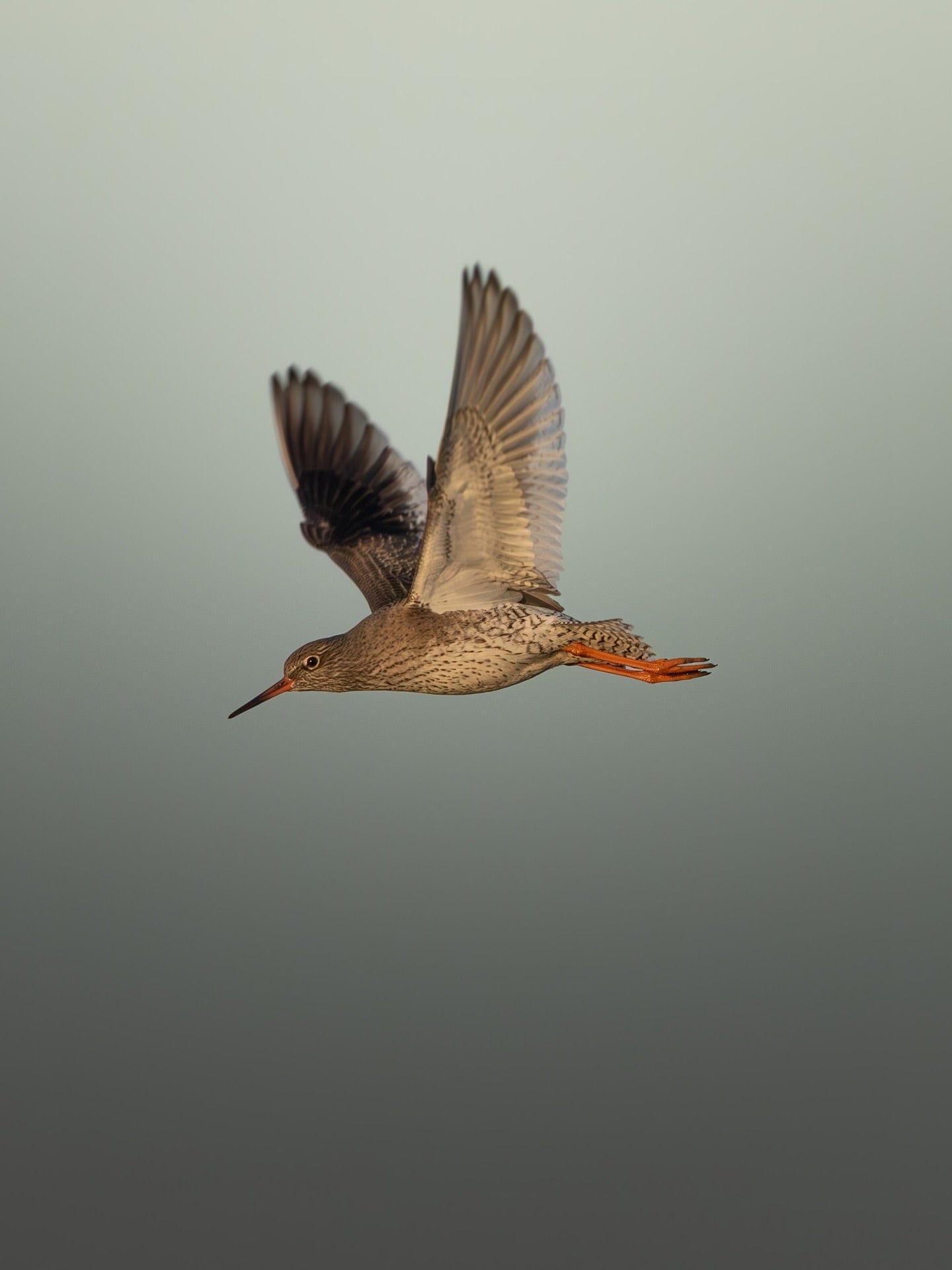Redshank Bird in Flight