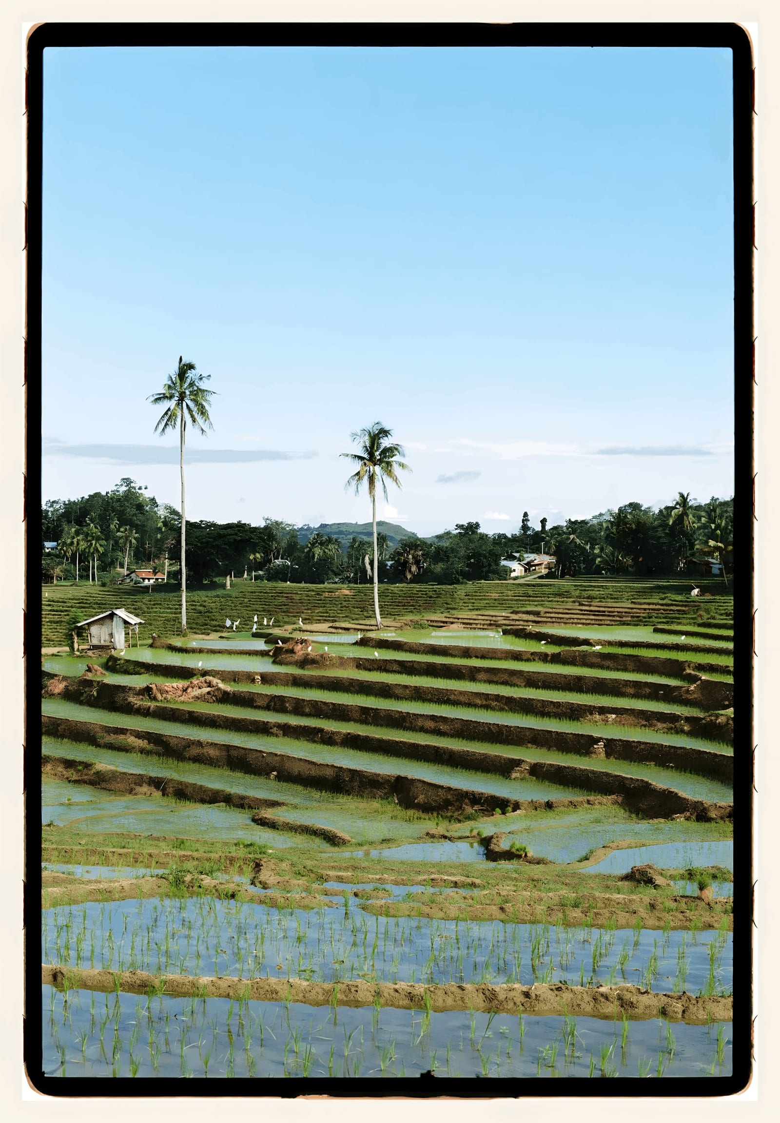 Rice Terraces at Dawn