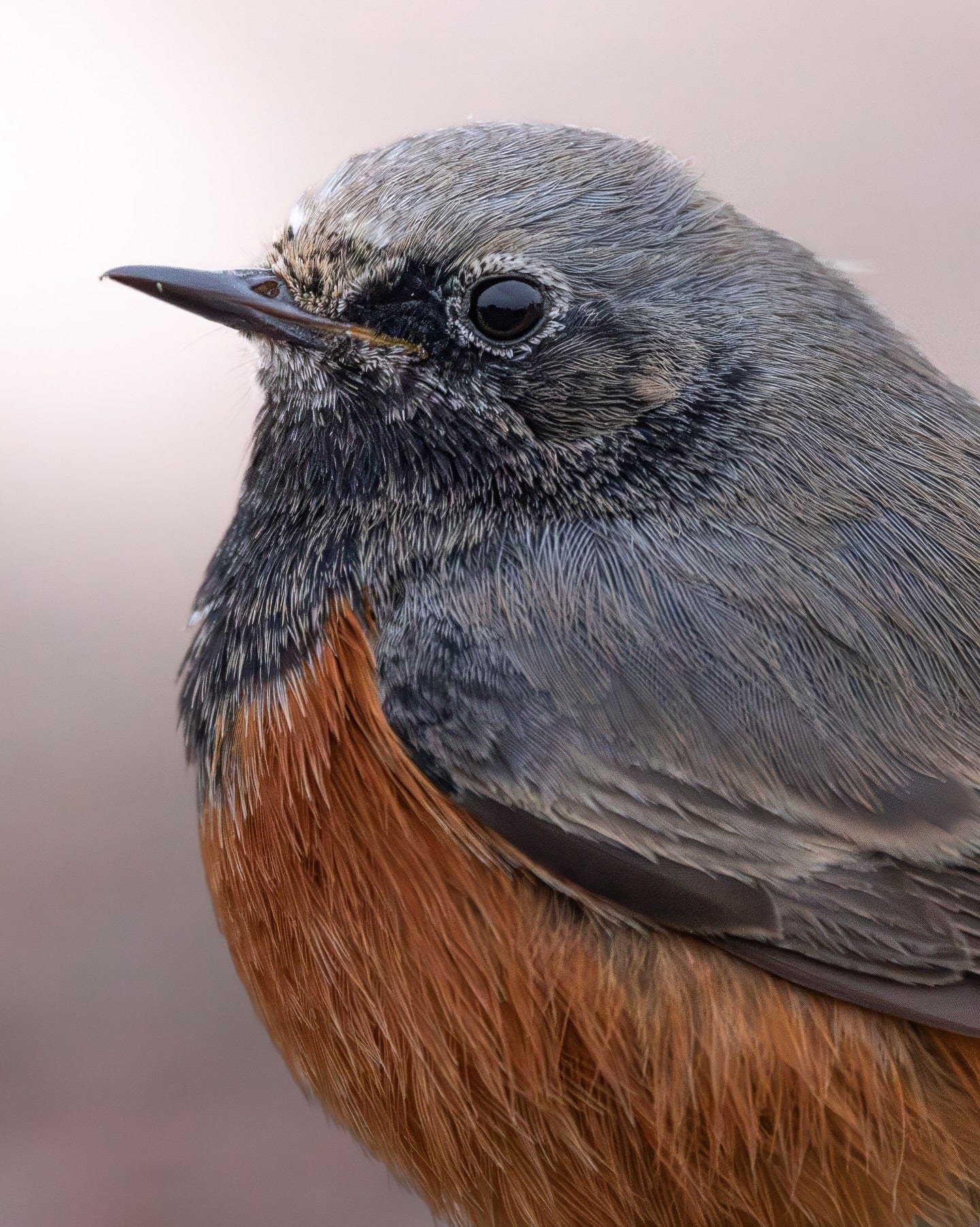 Robin Bird Portrait