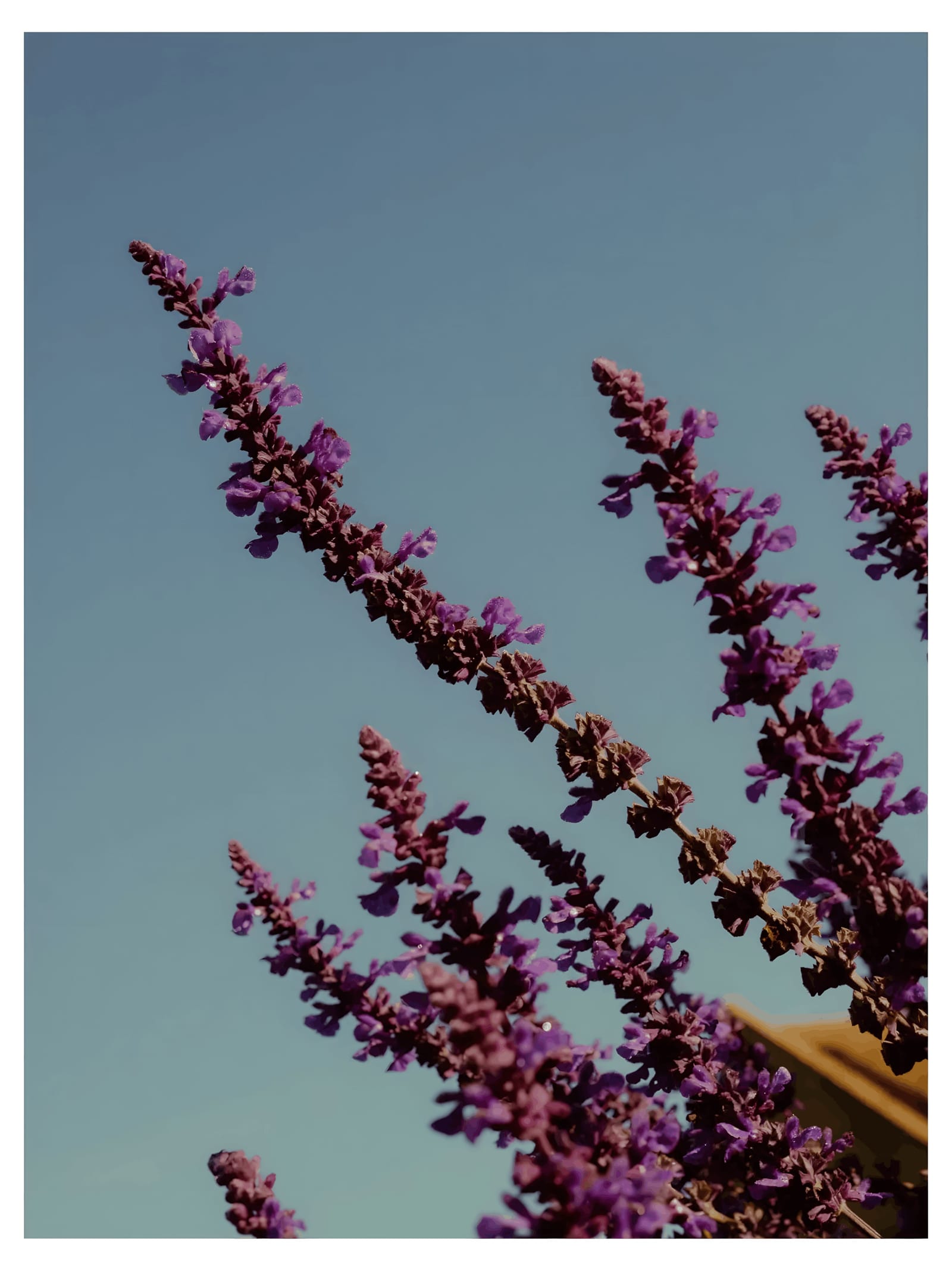 Salvia
