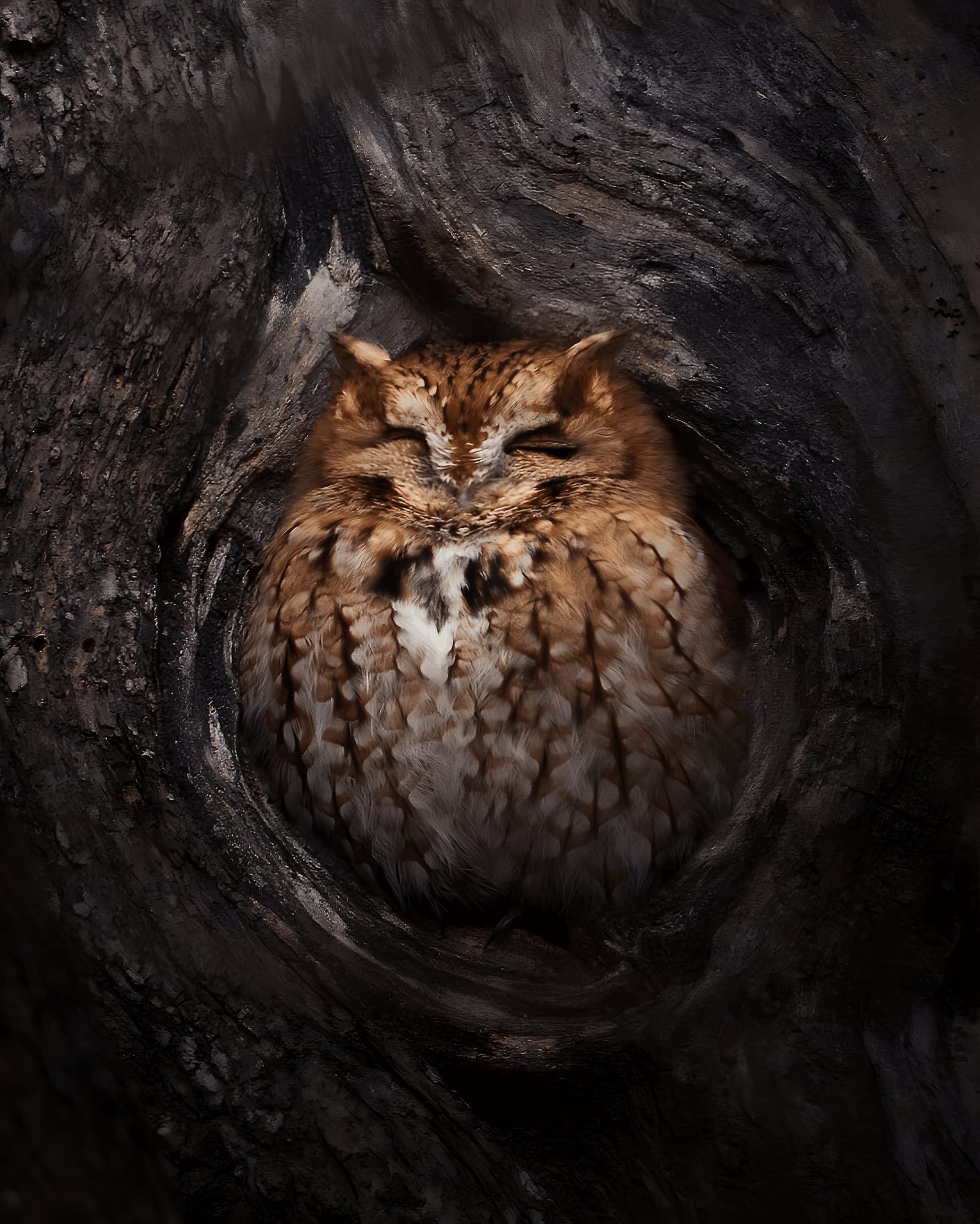 Hiding in Plain Sight: The Screech Owl's Day Roost
