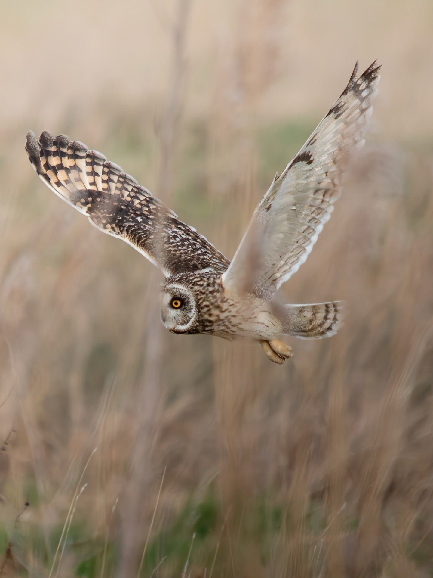 Short Eared Owl in Flight Over Golden Marsh