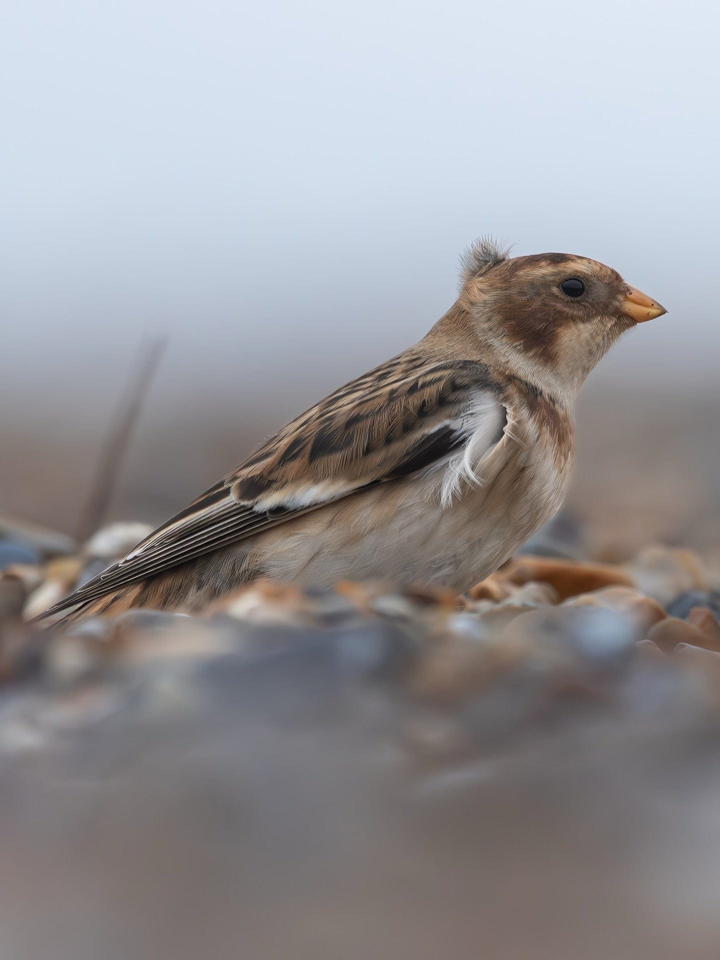 Snow Bunting