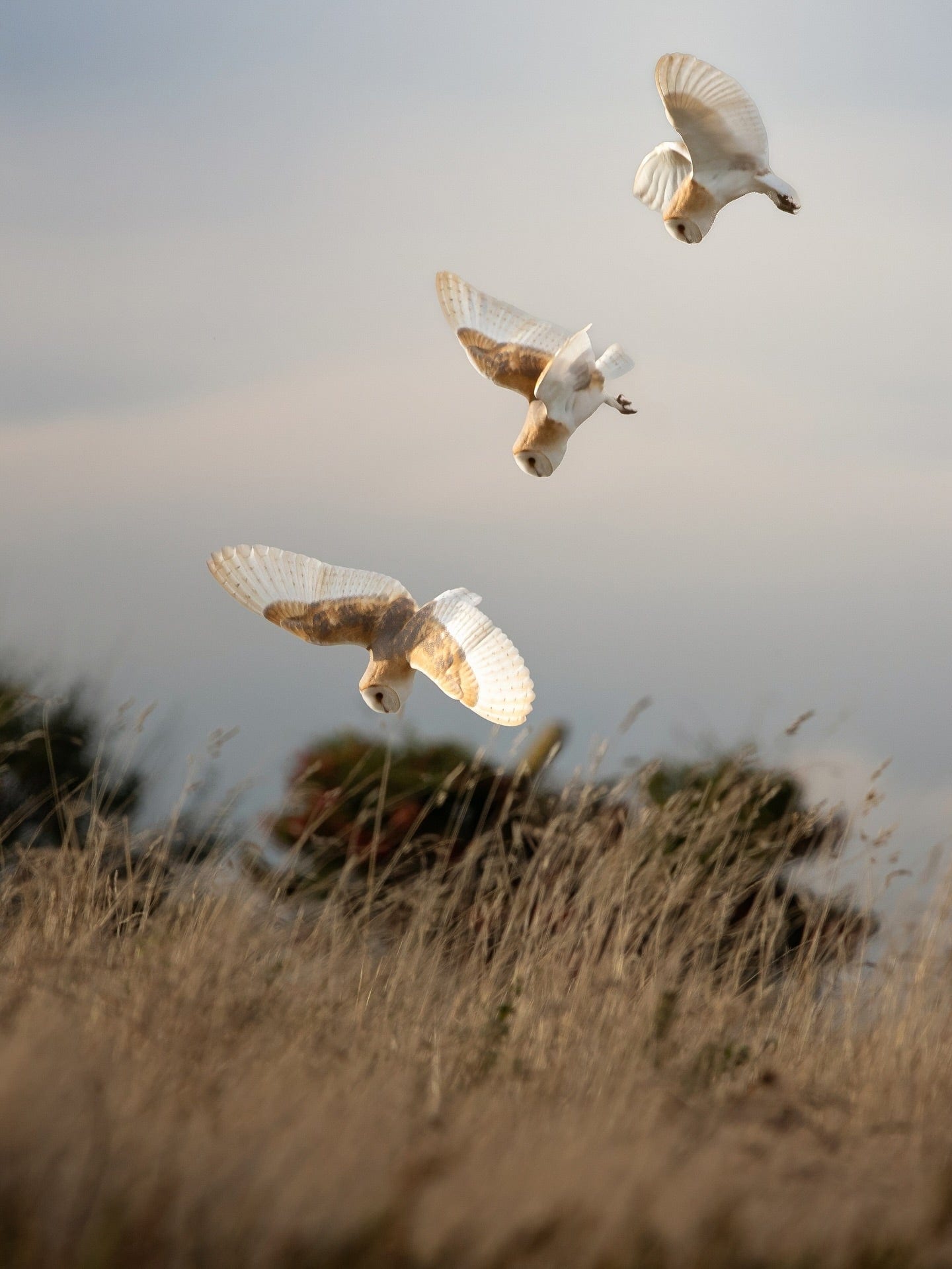 Three Barn Owls Hunting at Sunset