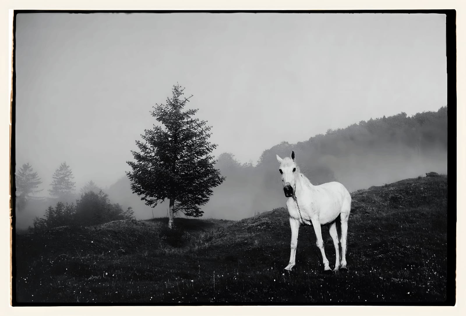White Horse in the Mist