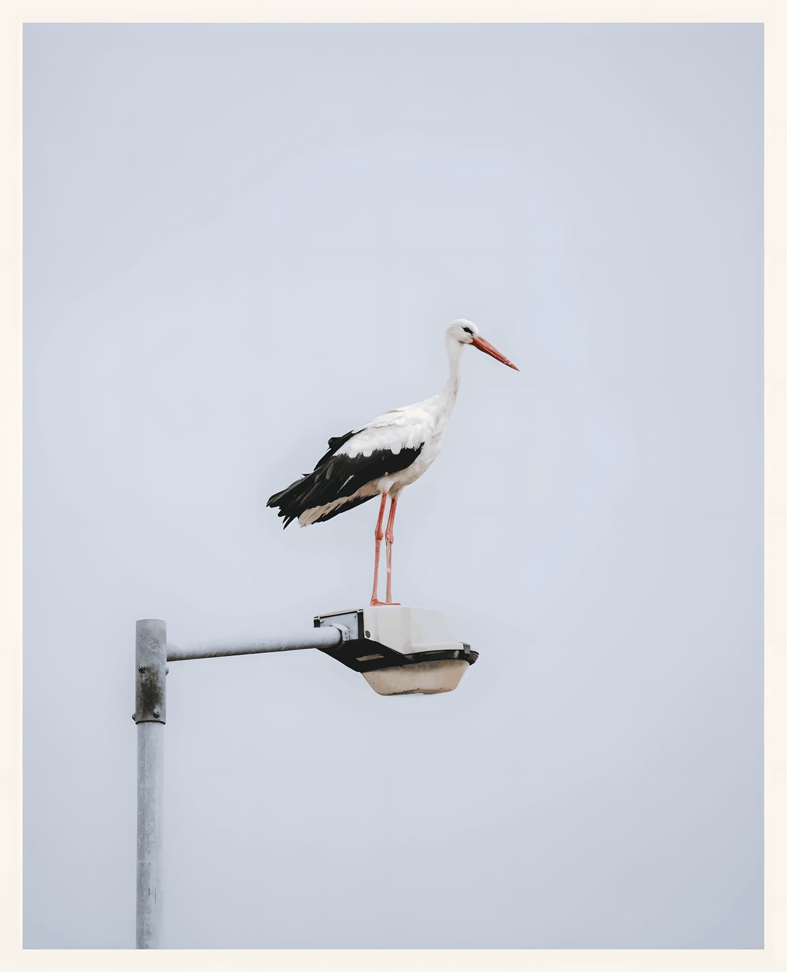 Stork on a Streetlight