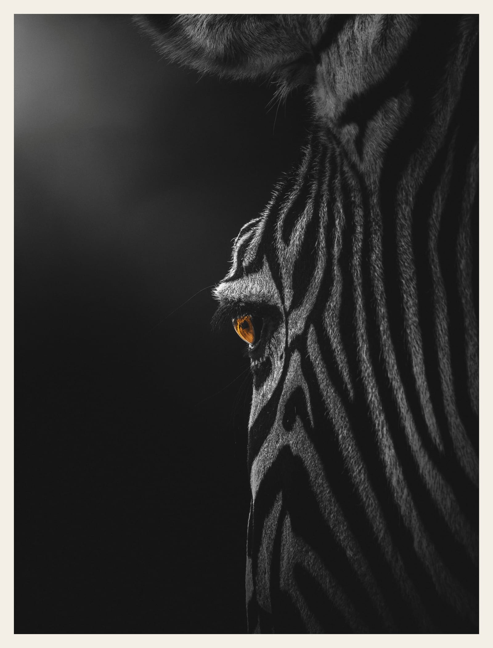 Zebra Portrait, Black and White
