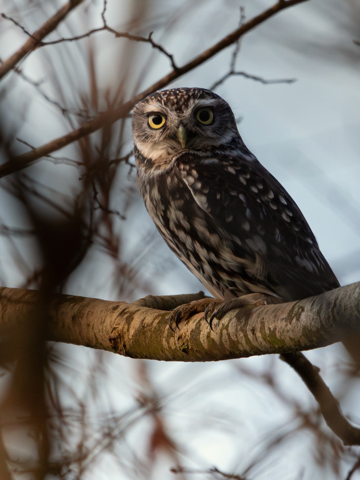 Little Owl