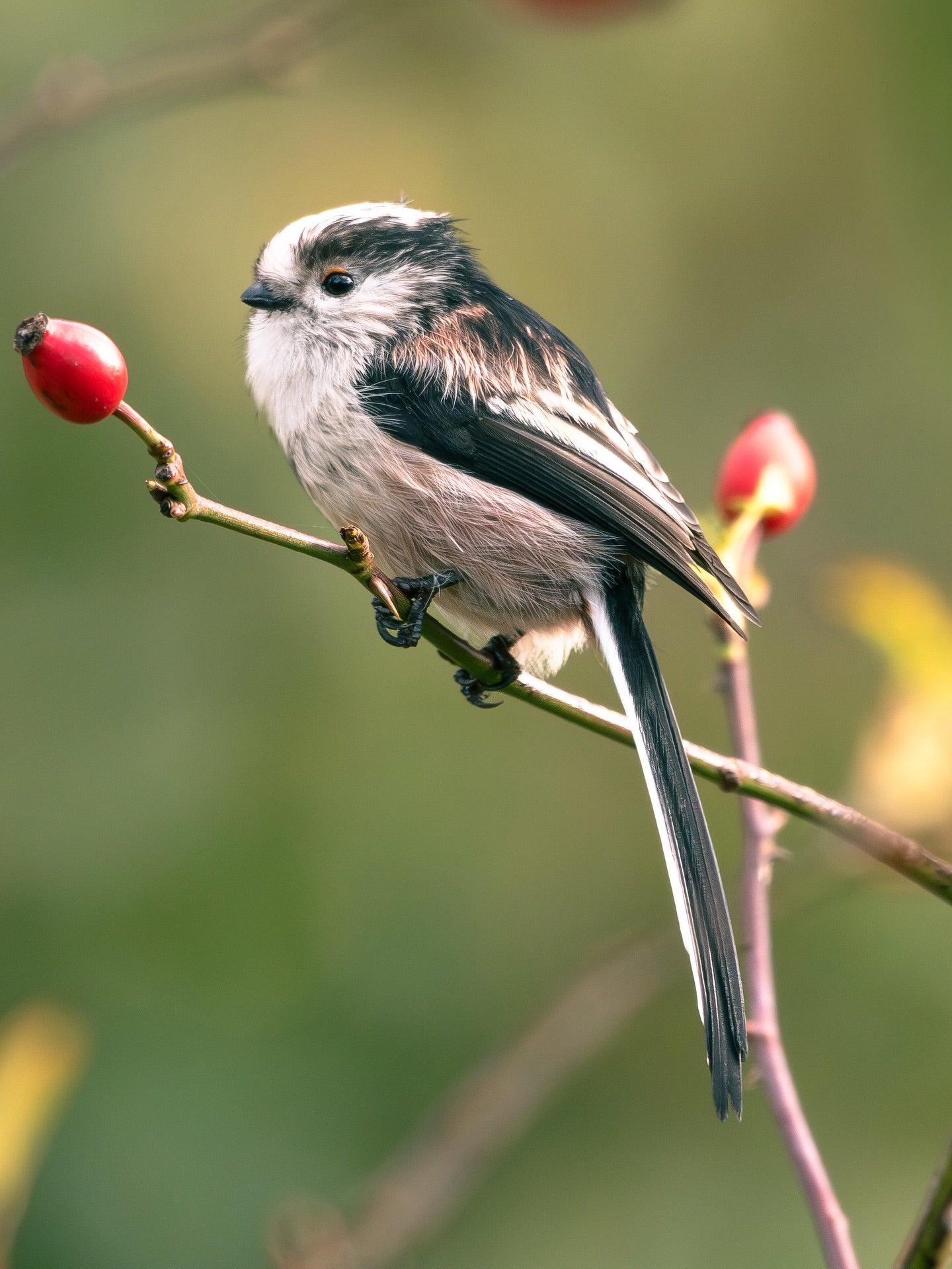 Long-Tailed Tit