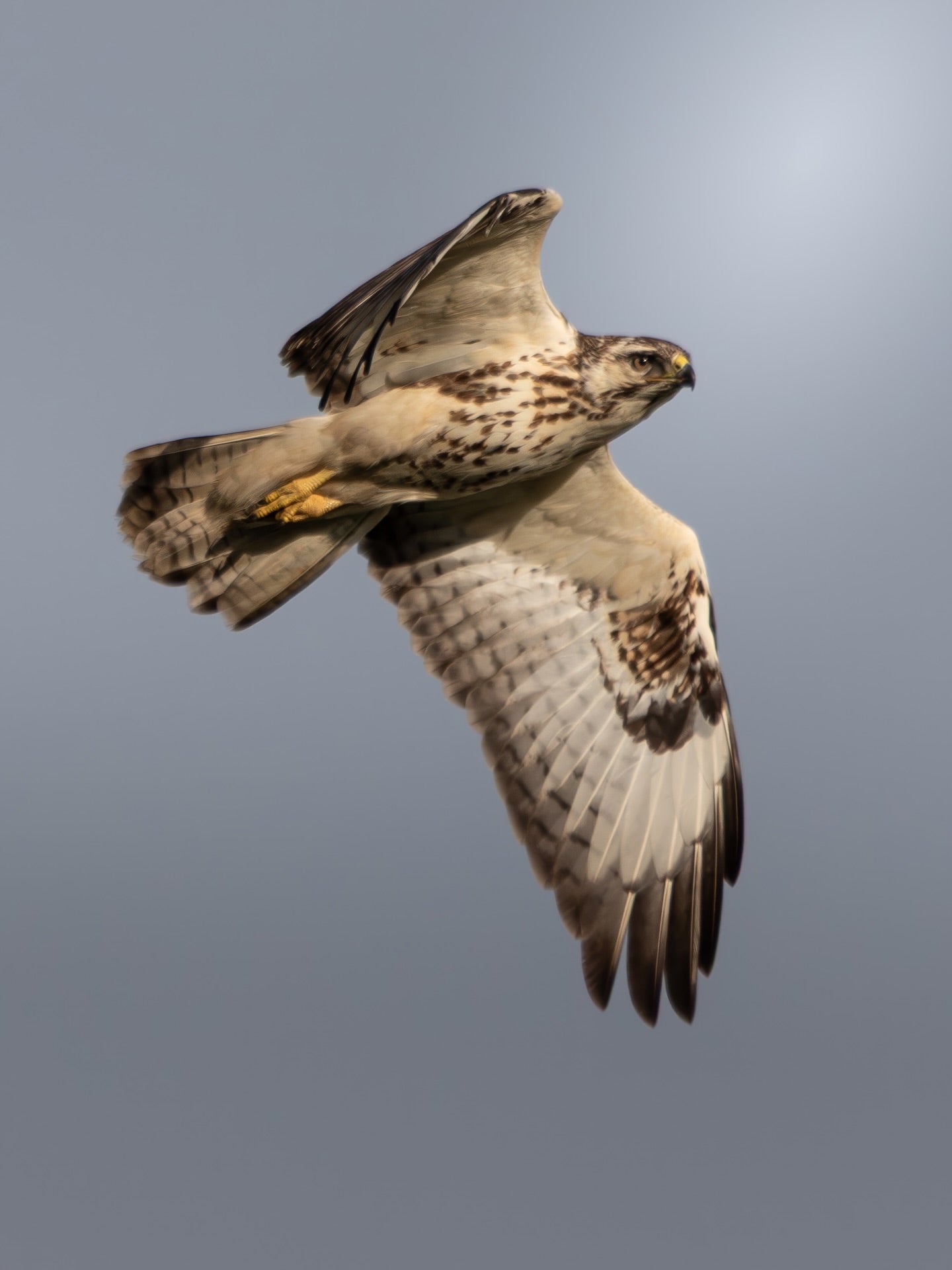 Majestic Hawk in Flight