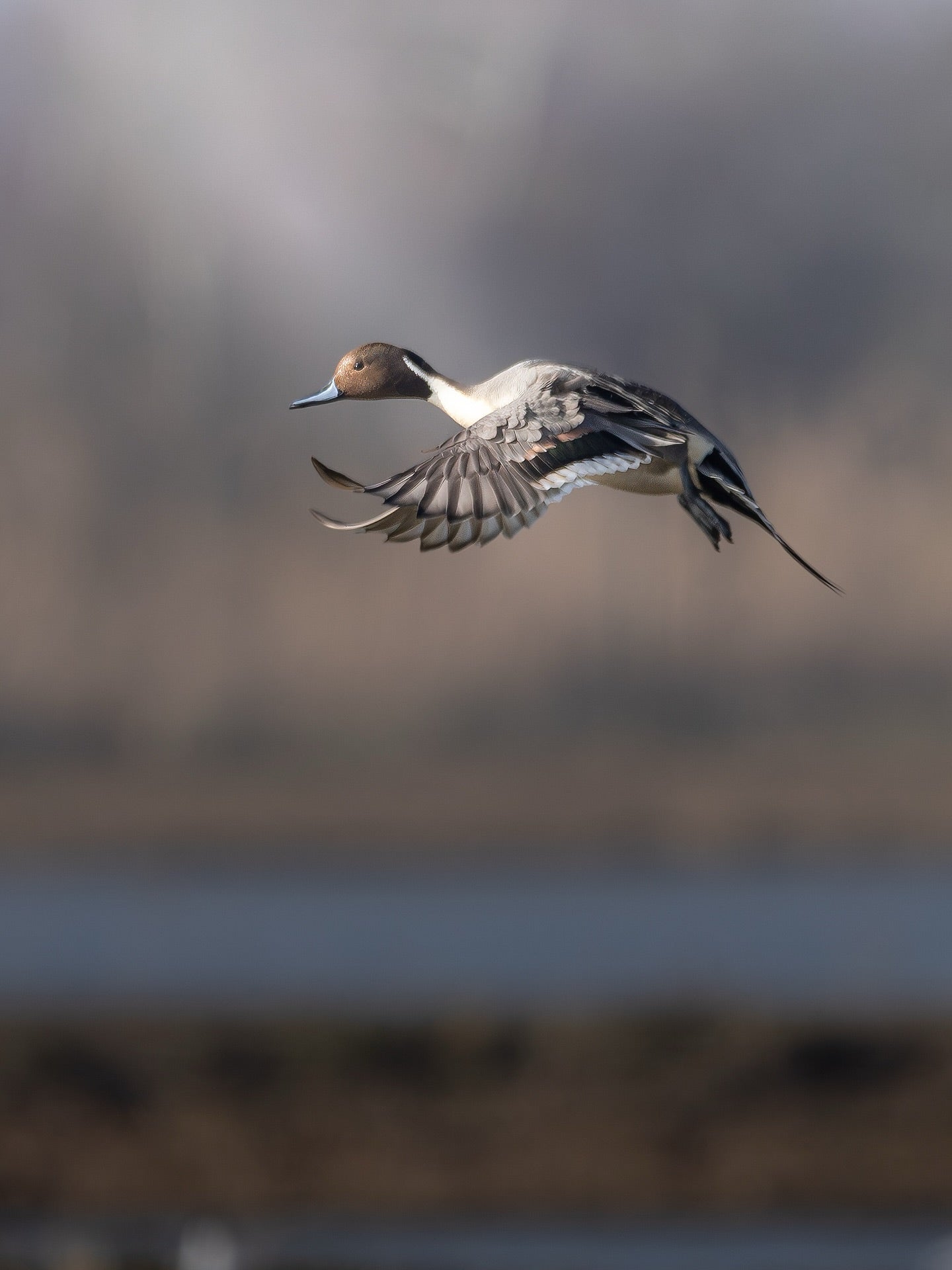 Northern Pintail Duck