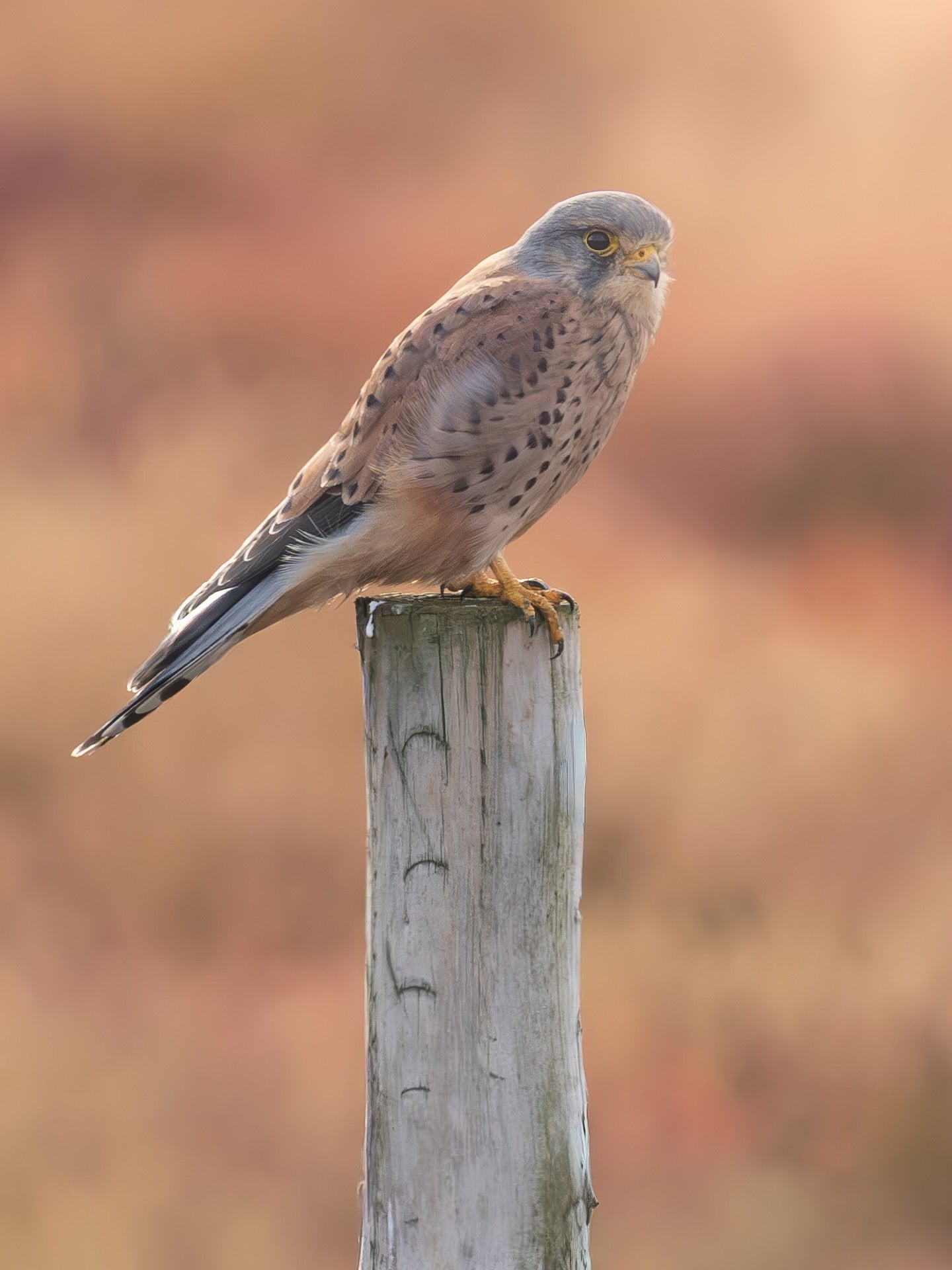 Small Birds, Big Presence: Kestrels, Robins, and Goldcrests