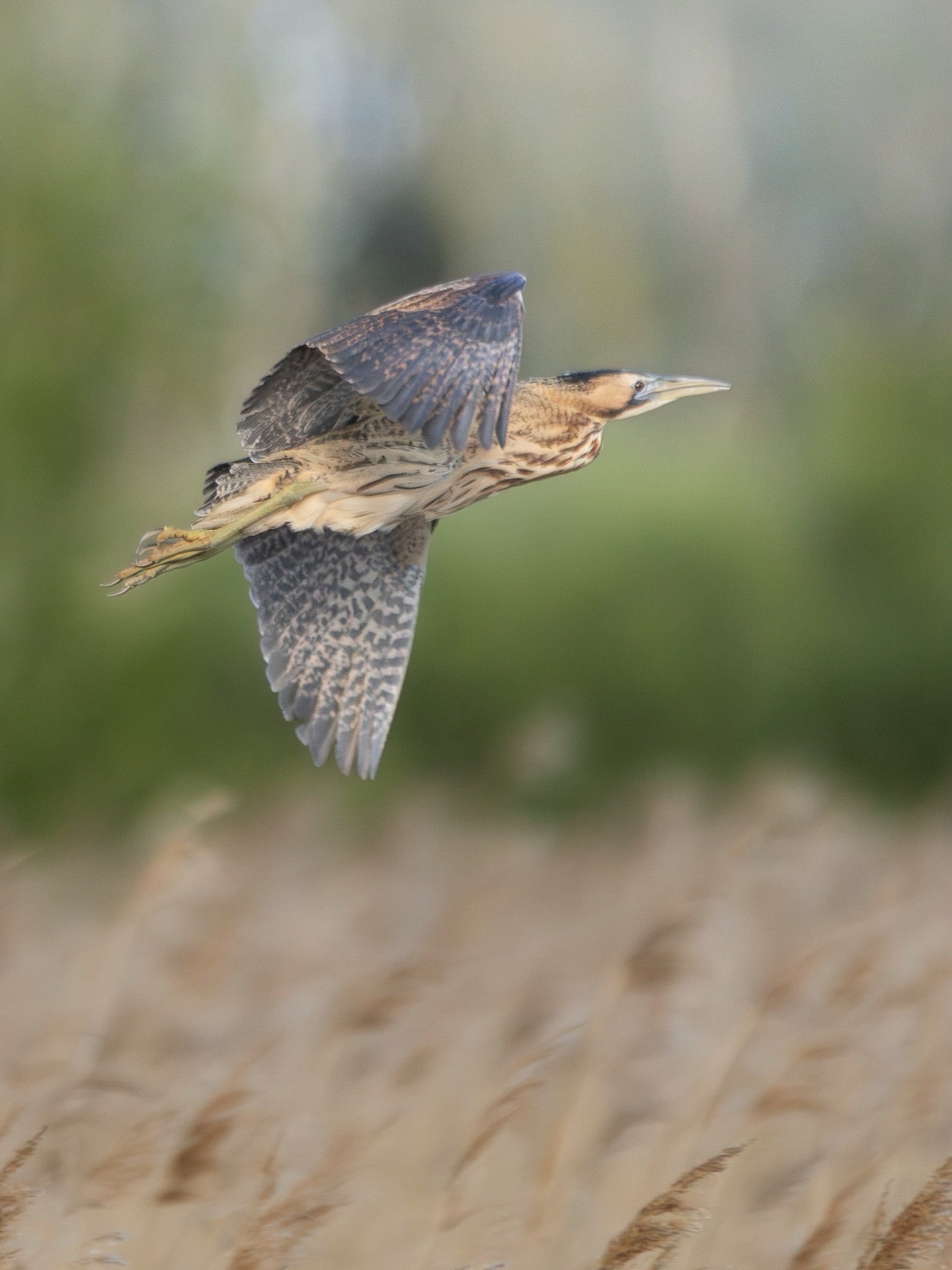 Purple Heron in Flight