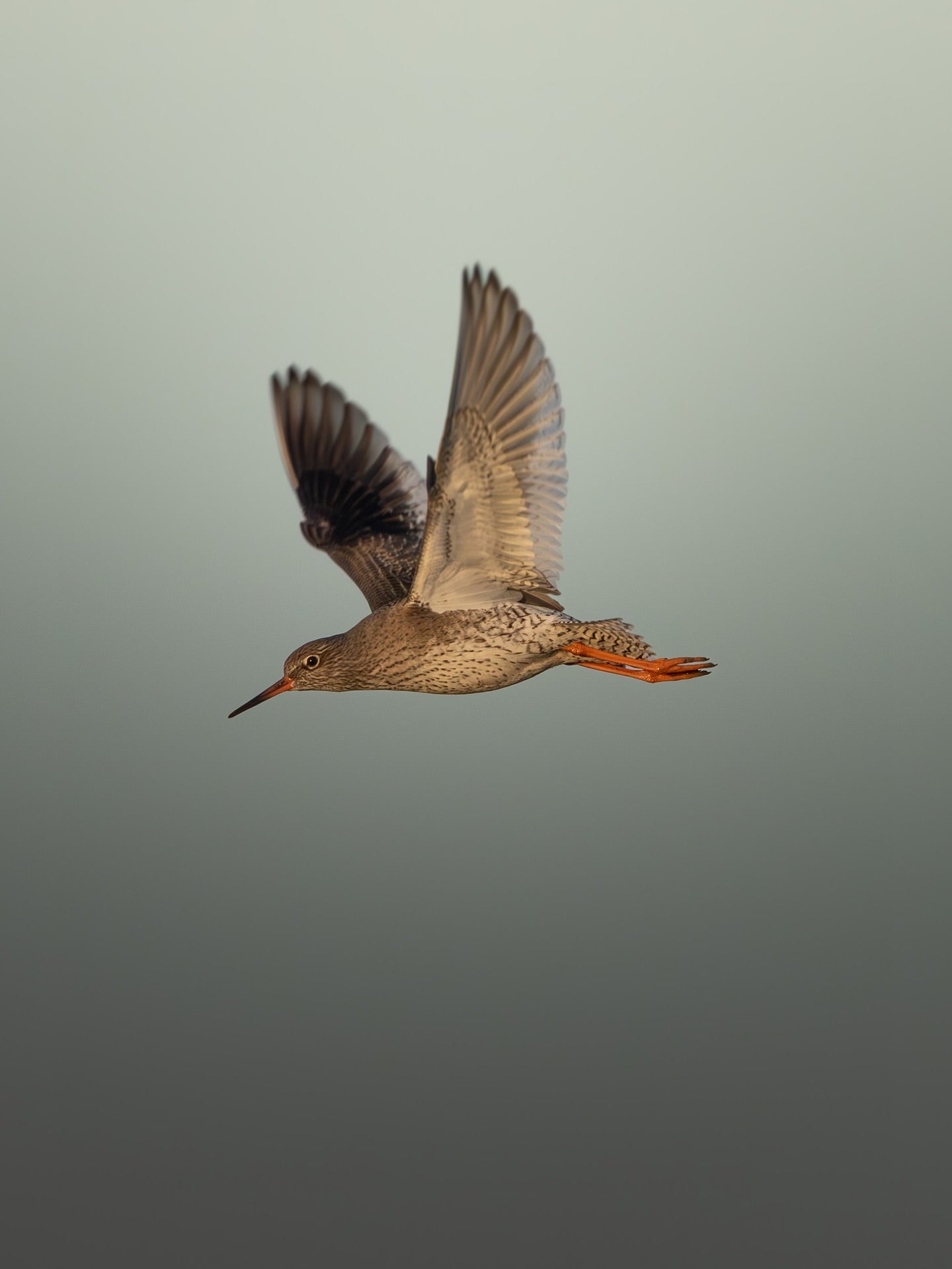 Redshank Bird in Flight