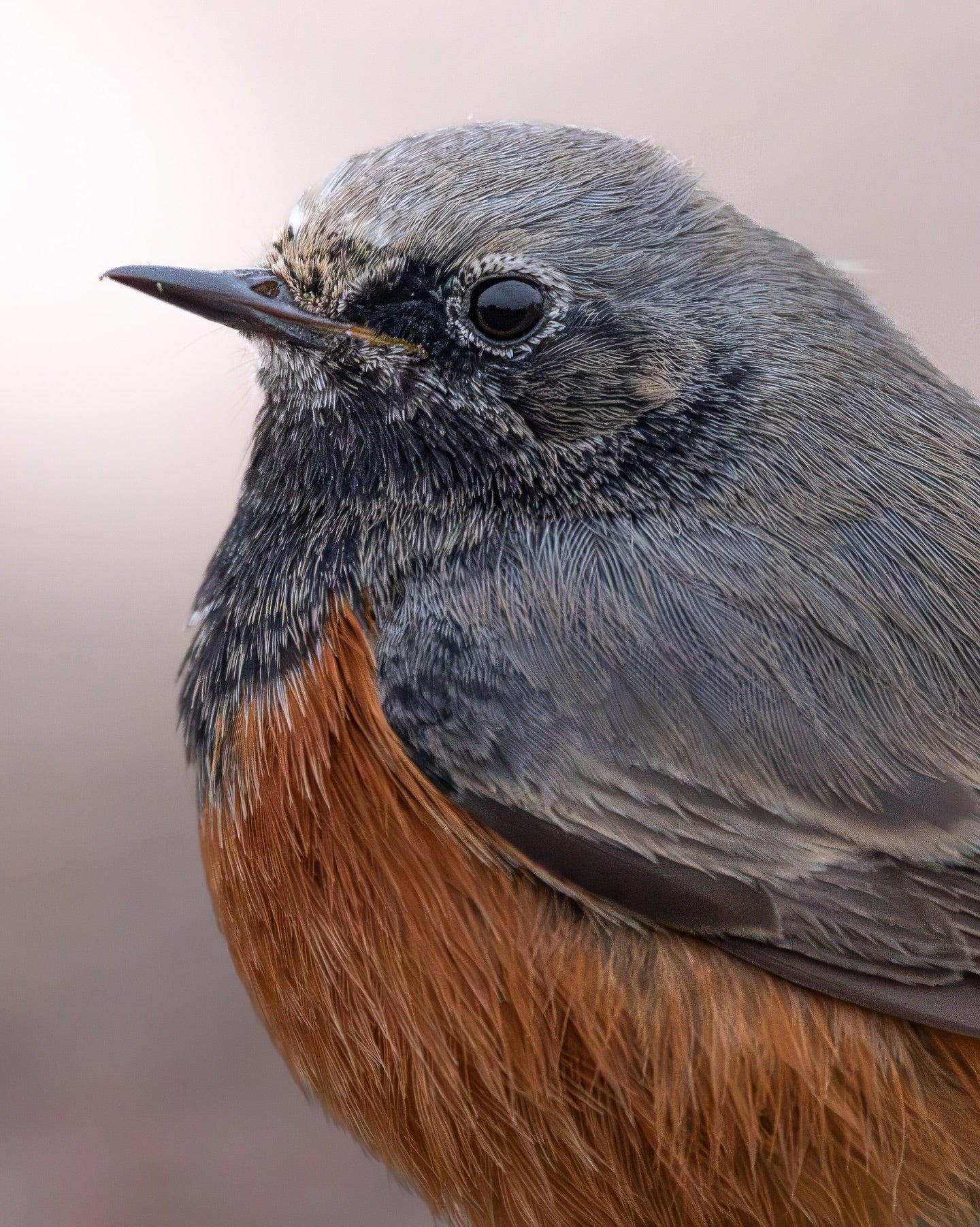 Robin Bird Portrait