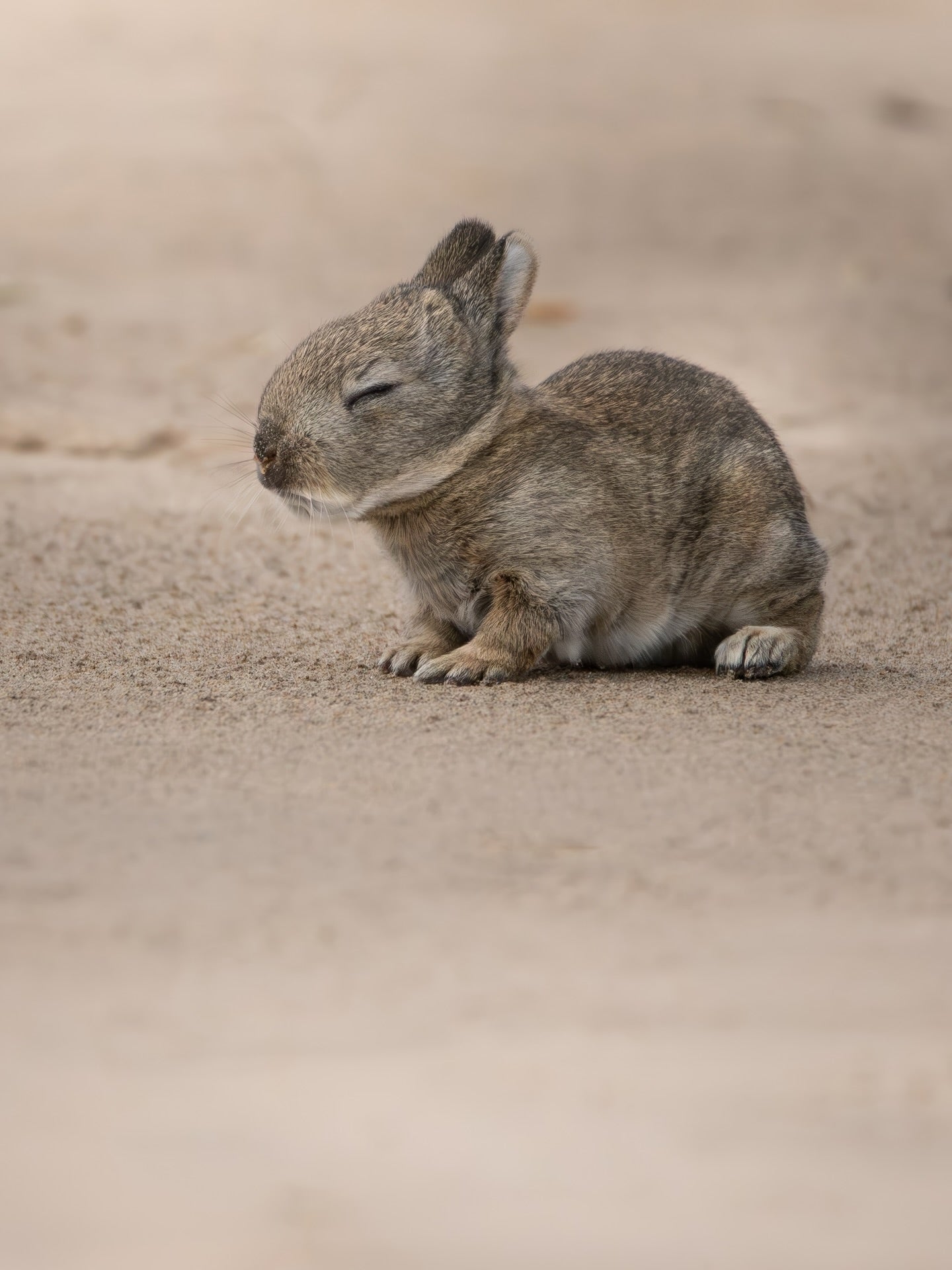 Sleeping Baby Rabbit
