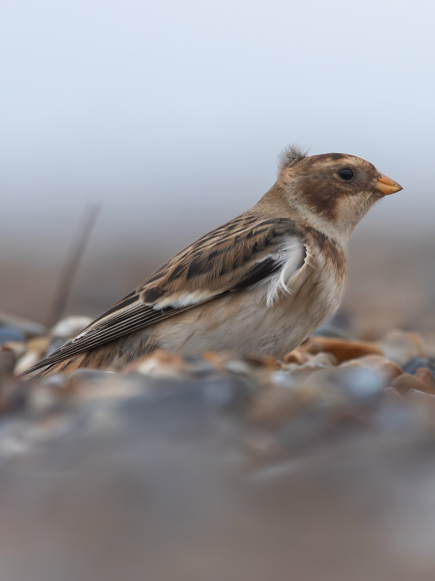 Snow Bunting