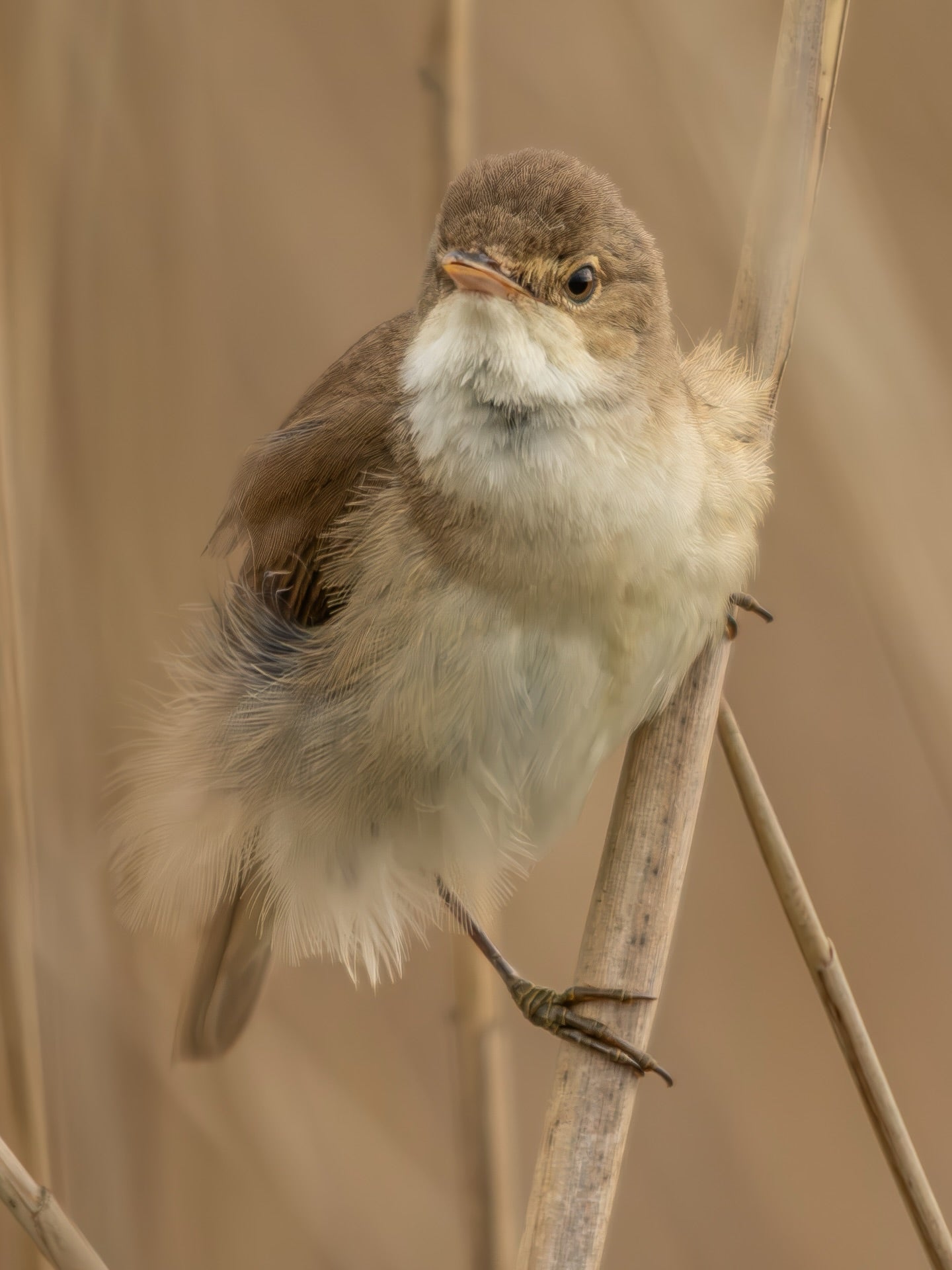 Soft Brown Songbird