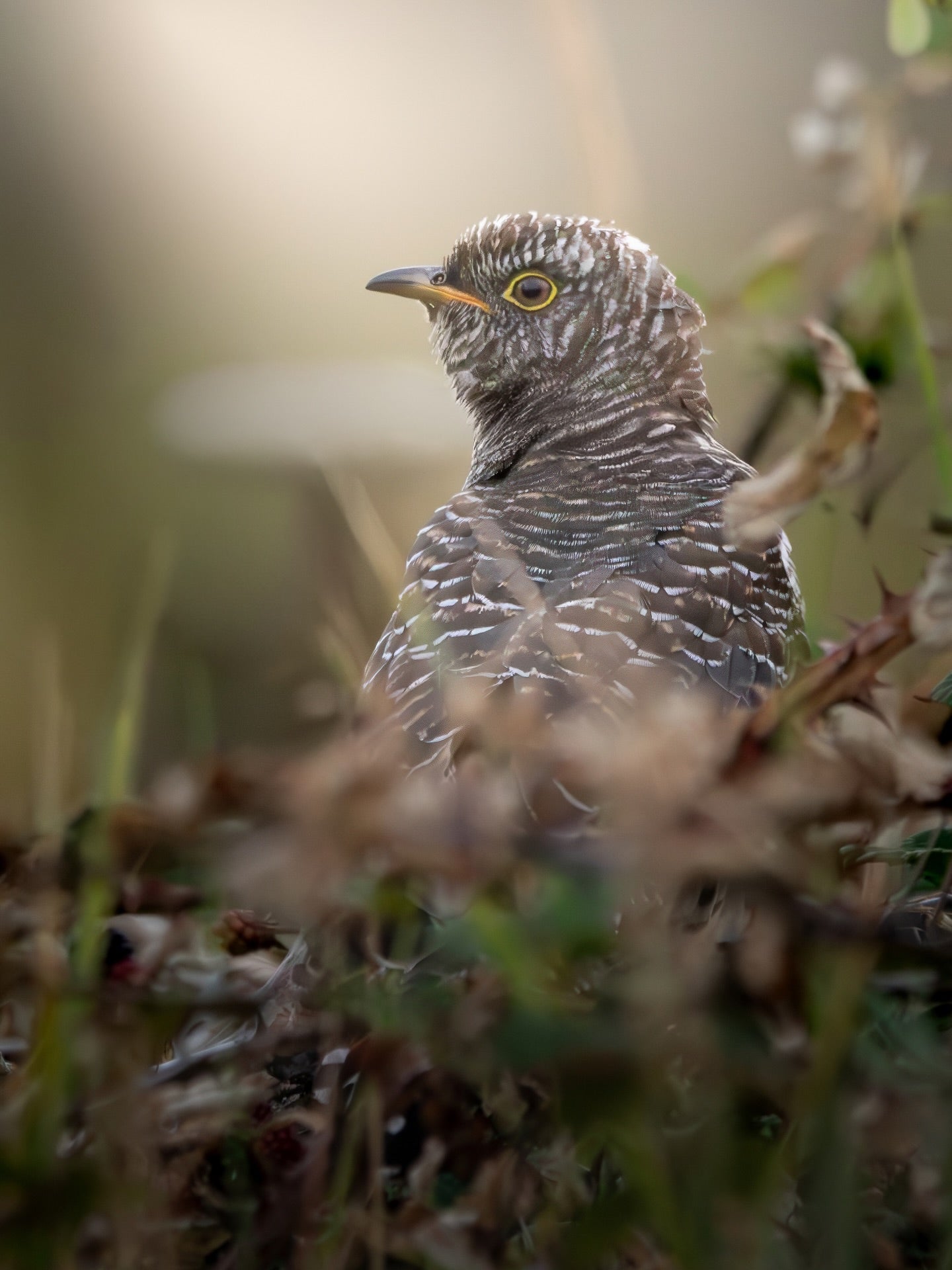 Spotted Cuckoo Bird