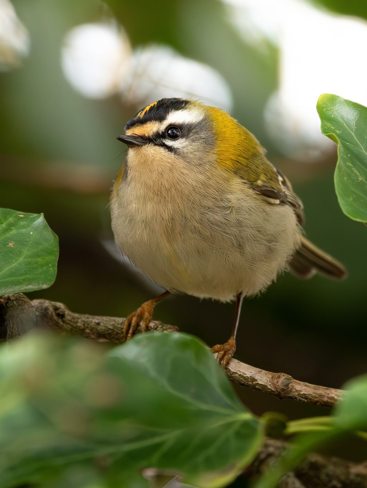 Tiny Goldcrest Bird