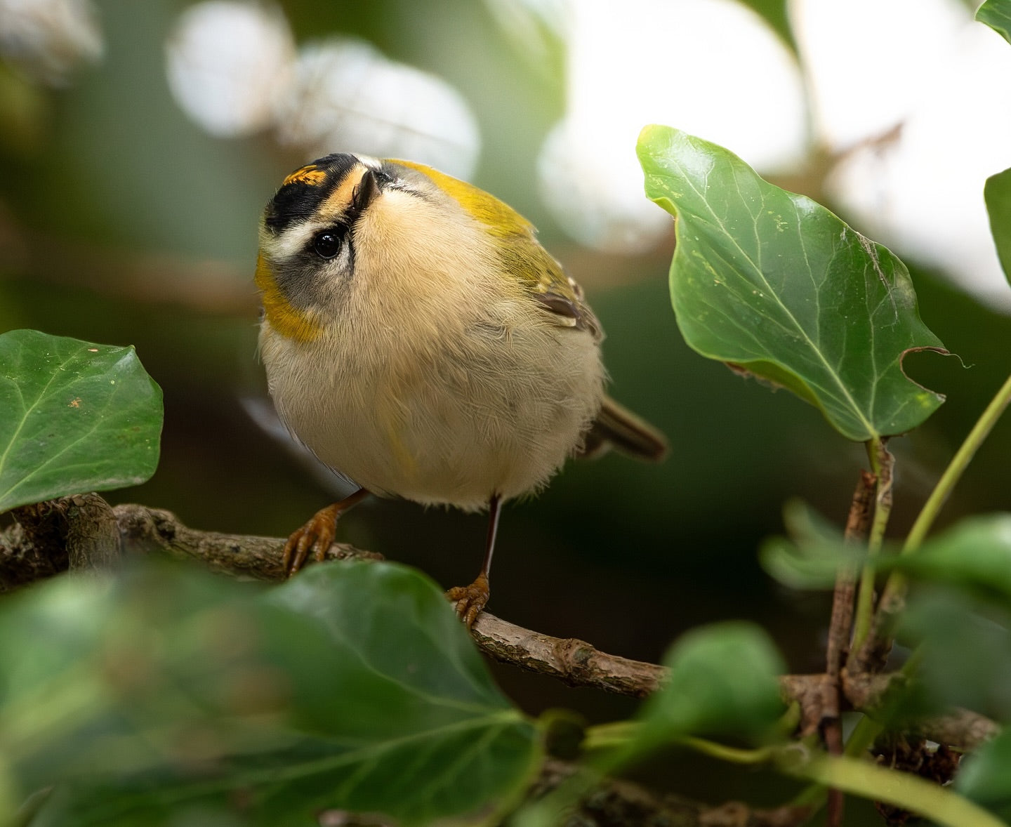 Tiny Woodland Bird