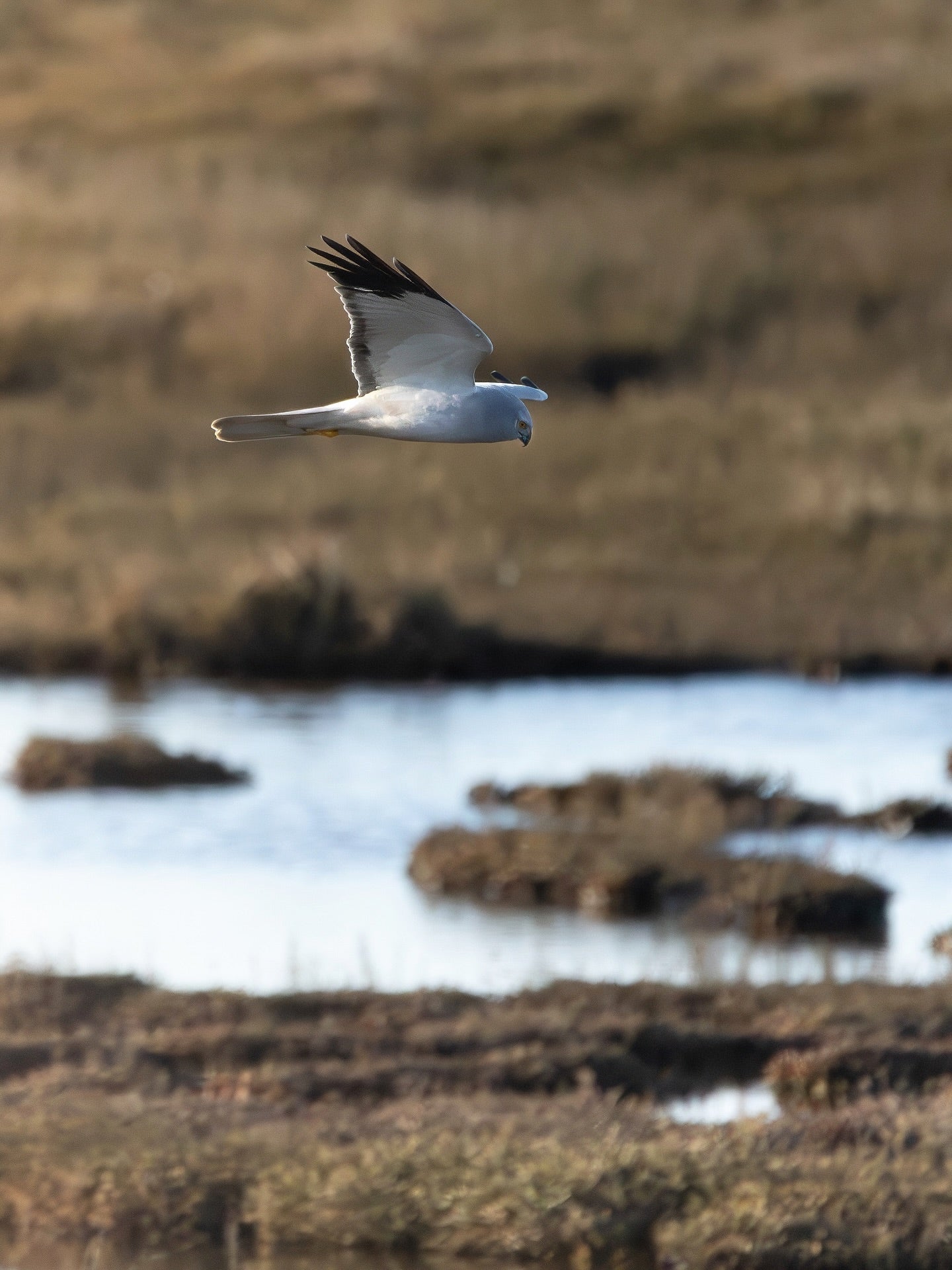 White Marsh Harrier