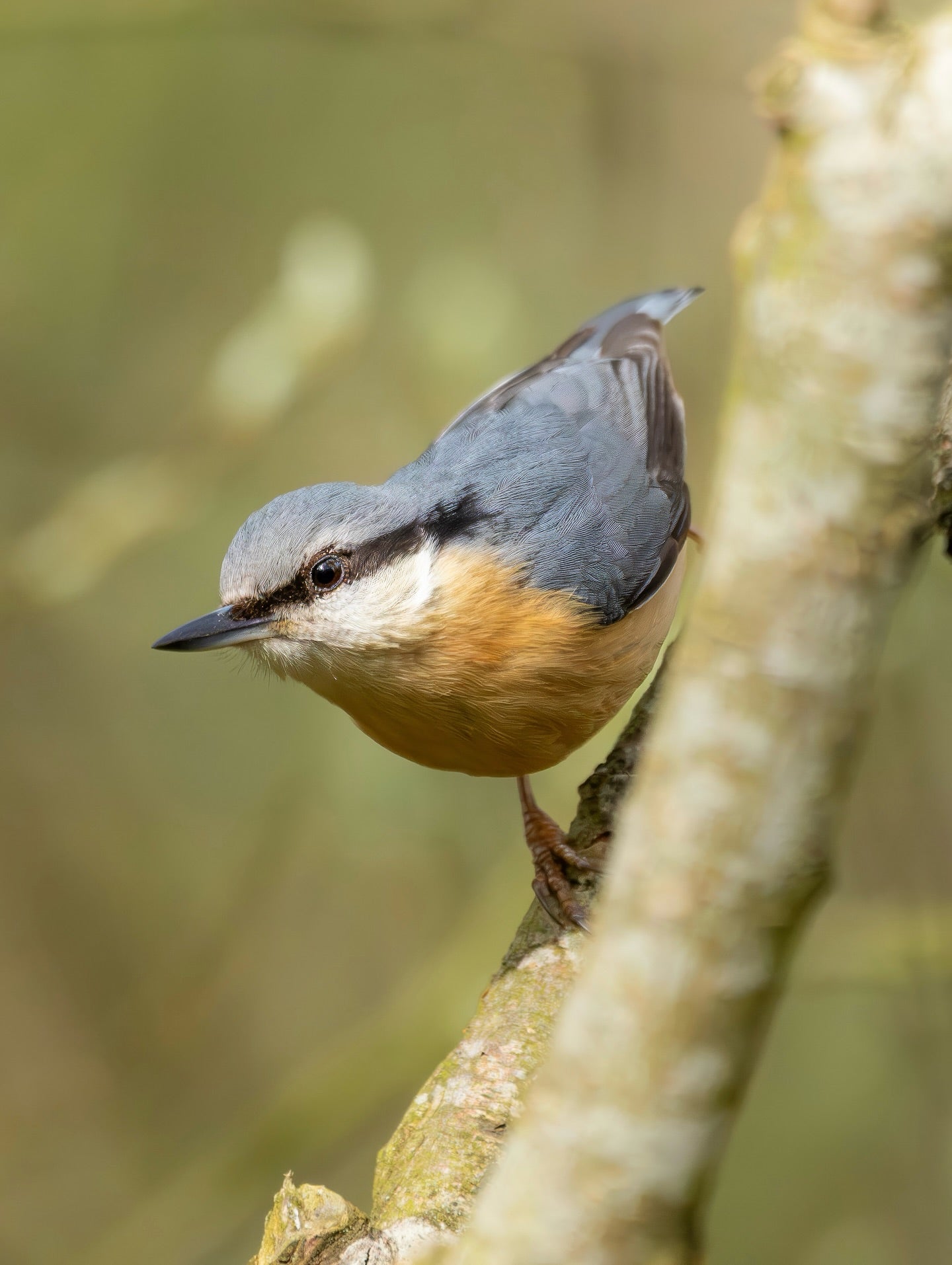 Woodland Songbird